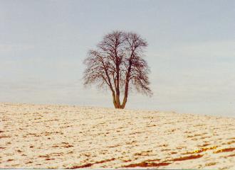 Baum auf der Kapelle